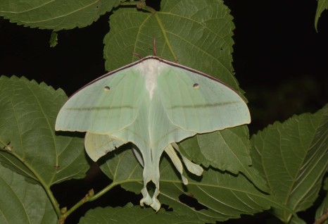 2024 3/9 童心來野生態趣-夜間觀察